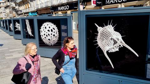 Se pueden observar los palpos, apndices vellosos de las mariposas, los ojos y las antenas de una abeja o las alas de una liblula