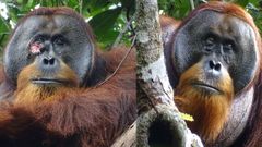 El orangut�n Rakus con la herida abierta (izquierda) y completamente curado un mes despu�s (derecha) 