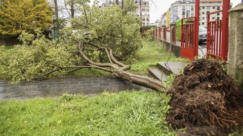 �rbol en el suelo en la estaci�n de buses de Carballo