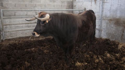 Para degustar en el Asador Lpulo. Cesreo Eijo cra por aficin razas de ganado bovino autctono, como este buey de raza frieiresa que enviar hoy al matadero de Mondoedo. Tras ser sacrificado, su carne ser madurada unos 30 das con el objetivo de ser servida en el tercer aniversario del Asador Lpulo, que tiene en Gijn, el 19 de abril. xaime f. ramallal