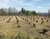 En el recorrido pueden verse algunos antiguos vi�edos 