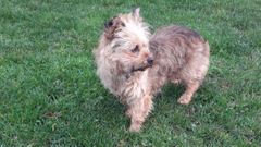 Aisha tiene unos ocho a�os y el veterinario le ha detectado un soplo en el coraz�n