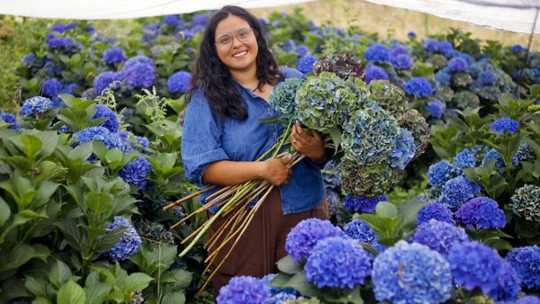 Alejandra Fuentes en la plantaci&oacute;n de hortensias que tiene en Piadela, Betanzos