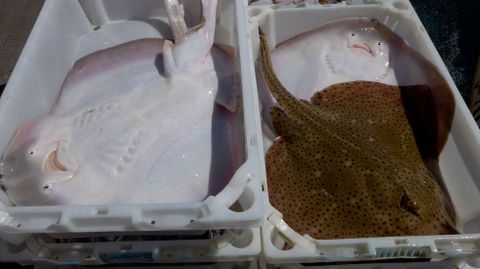 Rayas para su venta en lonja, esta pesquera es un importante recurso para las lonjas de las Ras Baixas