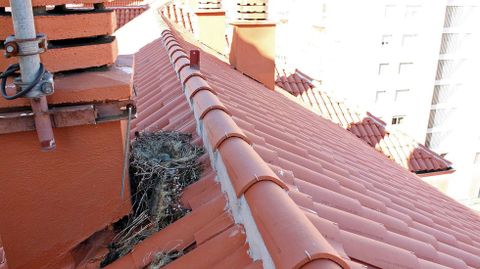 Restos de un nido en un edificio en Marín