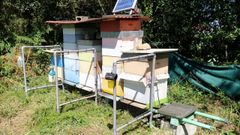 Un colmenar protegido frente a la velutina con arpas el�ctricas en Covas, en Ferrol