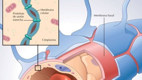 Morfolog�a de la barrera hematoencef�lica
