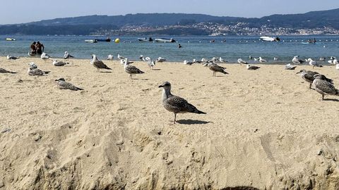 Gaviotas en una jornada de extremo calor en la playa de Loira