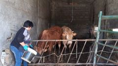 Sara Fern�ndez en su explotaci�n con algunos de los terneros que logr� vender a trav�s de la Red.