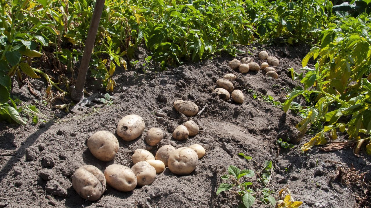 Porqueira acoge un curso sobre la producción de patata bajo Indicación Xeográfica Protexida