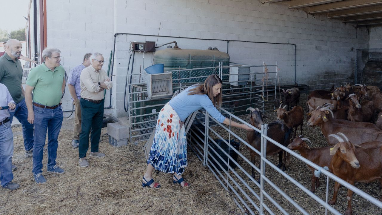 Inyección para mantener las razas autóctonas desde la granja de Armariz