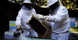 La desaparici�n de abejas en Galicia ha vuelto a constatarse en el inicio de la primavera.