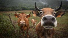 Los pastos empezaron a reverdecer con las escasas lluvias de finales de agosto, pero volvieron a secar por la subida de las temperaturas (en la imagen, en la zona de Cedeira)