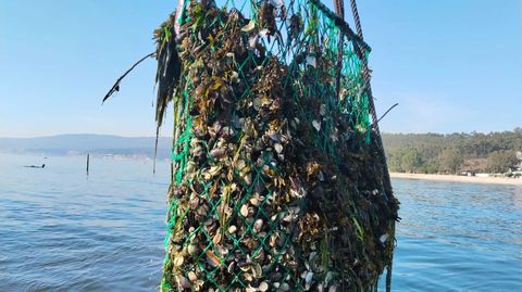 Una de las acciones consiste en retirar conchas y piñas de mejillón en la ría