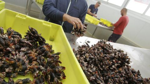 Venta de percebe en la lonja de Cedeira, en una fotograf�a de archivo