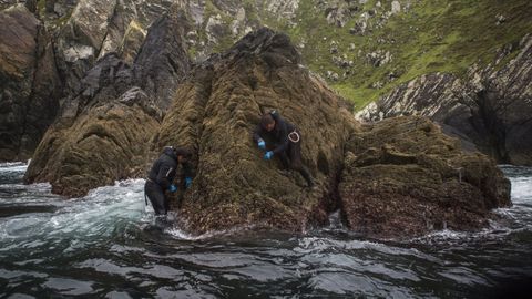 Dos �percebelleiros� de Cedeira en plena faena, en una imagen de archivo