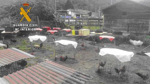 La explotaci�n av�cola del investigado por presunto maltrato animal