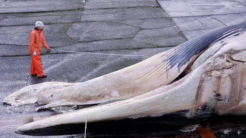 Despiezan la ballena varada en Oza desde el s&aacute;bado para proceder a su retirada
