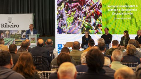 Jornada sobre mildiu y flavescencia dorada organizada por el Consello Regulador de la DO Ribeiro.