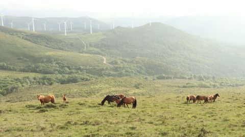 La presencia de ganado caballar de monte es uno de los rasgos destacados de la Serra do Xistral