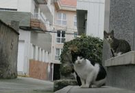 La esterilizaci�n de los felinos se llev� a cabo entre los d�as 4 y 11 de octubre. 