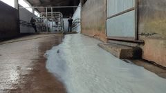 Ganaderos de Mazaricos tiraron el fin de semana la leche por la huelga de transporte; en A Mari�a de momento no ha pasado