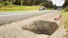 Es una carretera en la que ya se han producido otros accidentes con jabal�es.