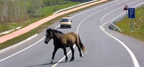 Un caballo cruza la carretera del campus en medio de veh�culos, un estampa que no es ni mucho menos inusual.