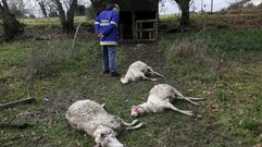 Tres de las ovejas muertas, ayer en la finca en la que se encontraba el reba�o. 