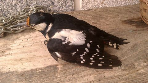 Pico picapinos o peto real (Dendrocopos major)

