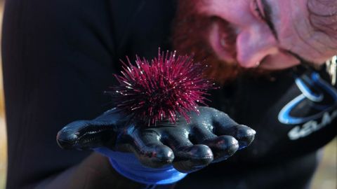 Captura del oricio en Asturias