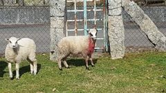 Imagen de una oveja supuestamente atacada por el lobo