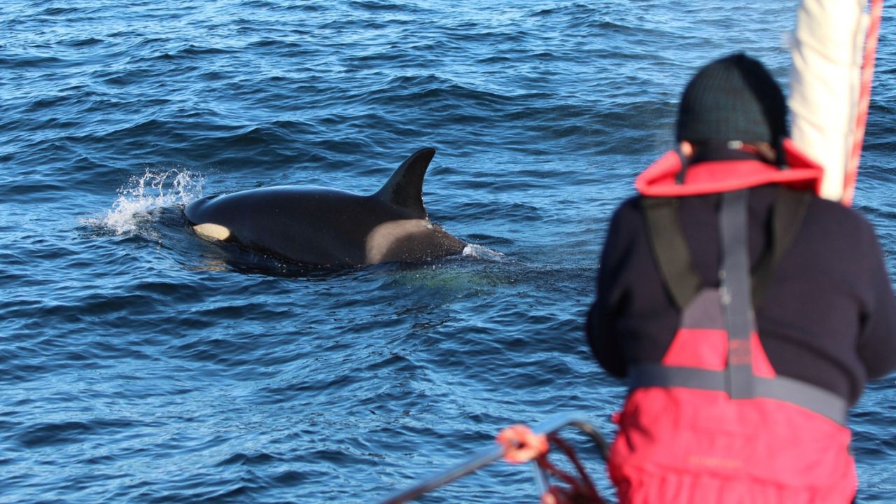 Así embisten las orcas en la costa gallega: «No 2020 cambiaron o seu comportamento»