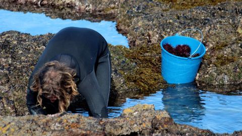 Captura del oricio en Asturias