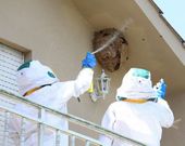 Dos de los nidos que retiraron ayer operarios de Tragsa estaban en los aleros de viviendas unifamiliares.