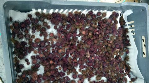 Oricios para repoblar