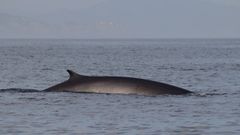 Avistan treinta ballenas comunes por fuera del Cabo Fisterra