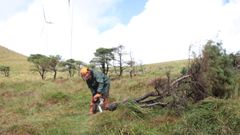 Los pinos se retiran para que en la zona no queden restos que alterarían el valor del suelo
