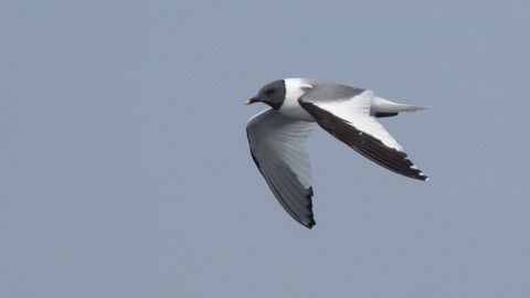 Gaviota de Sabine, avistada a 15 millas del cabo Fisterra