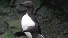 Arao com�n / Wikipedia