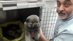El veterinario chantadino Mario Gonz�lez, con los cachorros de la perra maltratada