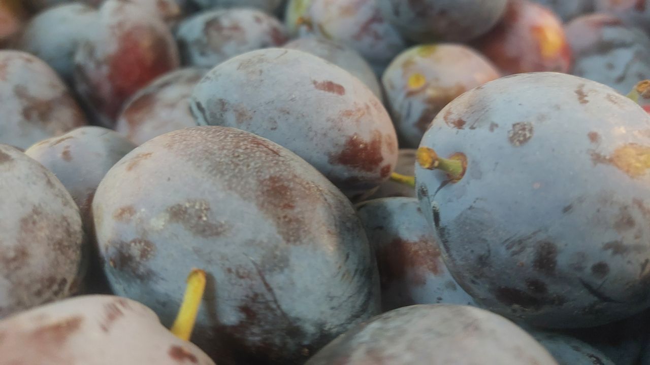 Llega desde Aragón la ciruela fraile, la variedad ideal para quienes huyen del dulce