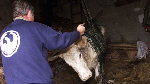 Un ganadero mostrando el artilugio fabricado para sujetar la vaca para que no se acostase.