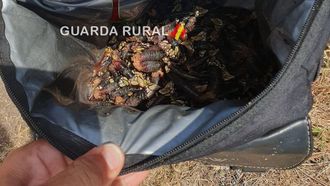 Los 3,28 kilos intervenidos a un vecino de O Pino este viernes por parte de Guarda Rural.