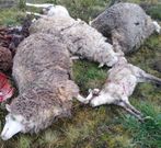 Parte de los animales que sufrieron el ataque de los lobos.