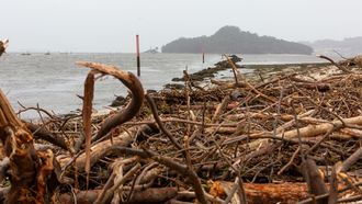 RAMAS CA�DAS EN LA PLAYA DE LOURIDO