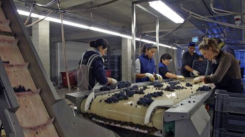 Mesa de seleccin de la uva en la bodega ourensana Dominio do Bibei