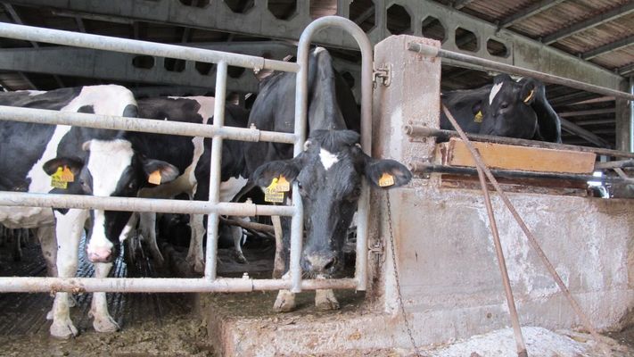 Imagen de archivo de unas vacas lecheras