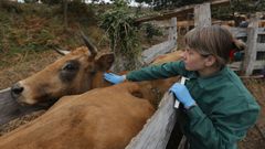 Veterinaria de la Consellera do Medio Rural saneando las vacas de la explotacin ganadera de Beln Rolle en San Pedro, Viveiro.