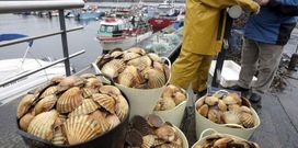 La campaña de extracción de vieira en la ría de Ferrol comenzará a finales del mes de mayo. 